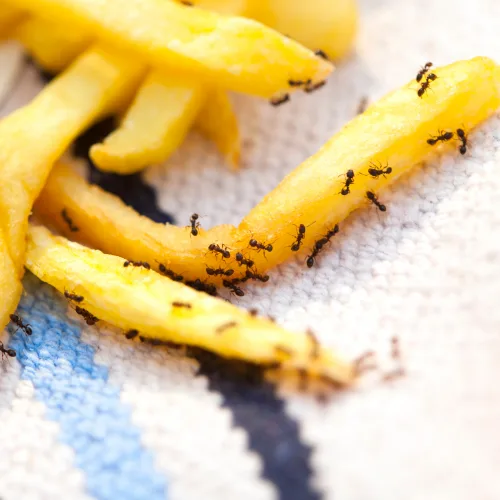 Ant Control Dallas