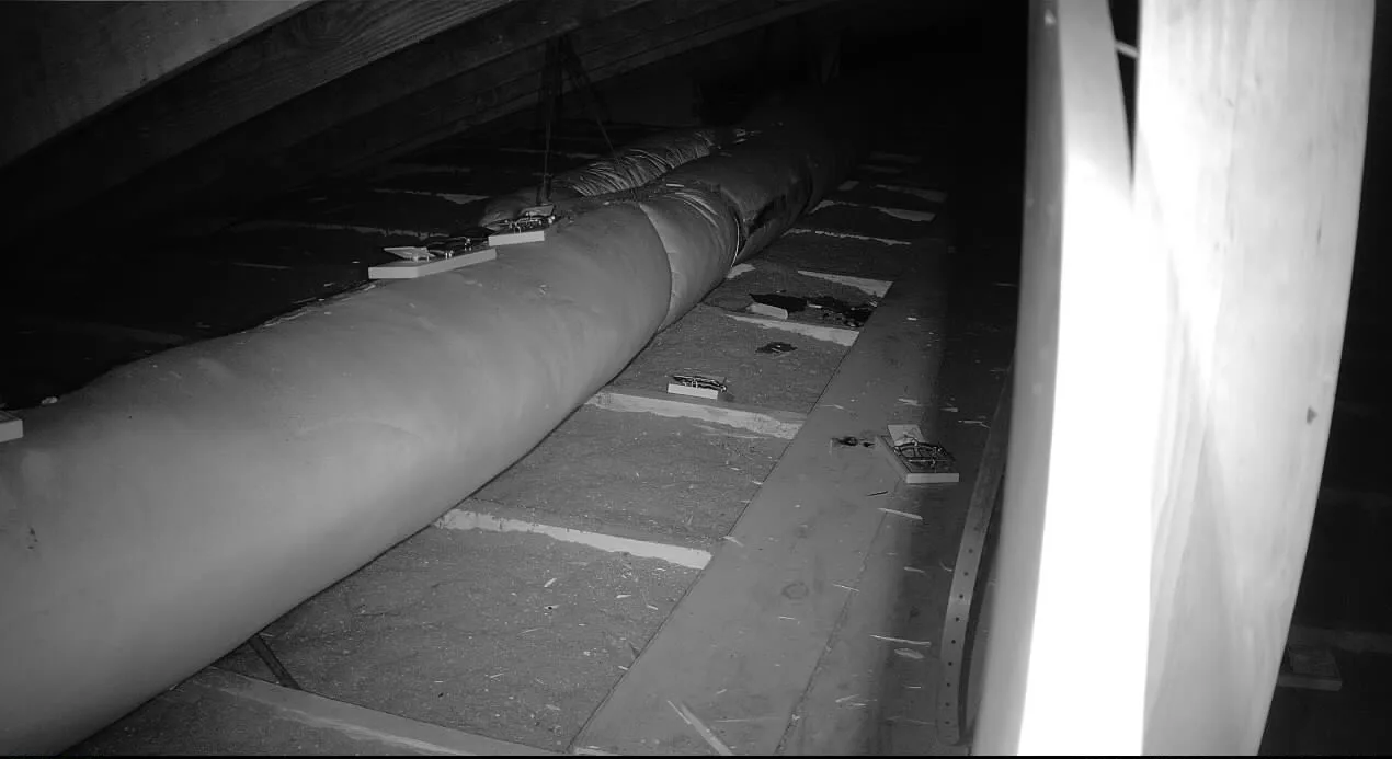 Rat Removal Fort Worth