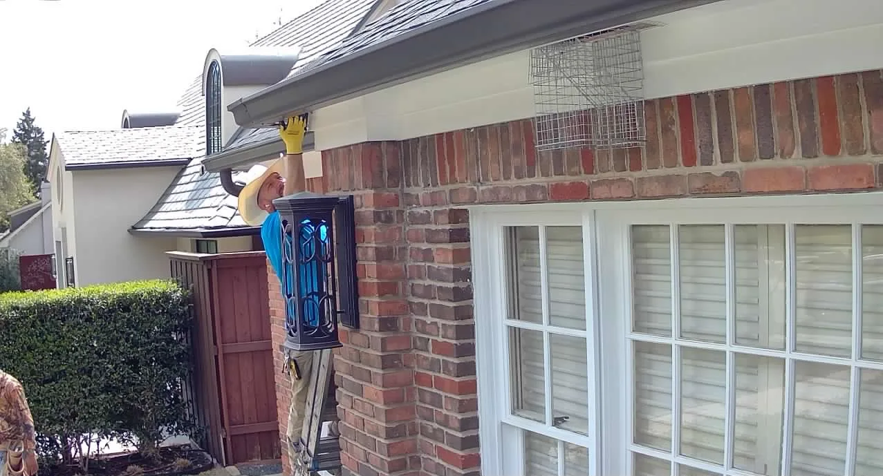 Rat Removal Frisco