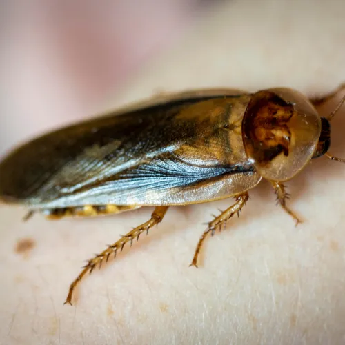 Pest Control Hurst