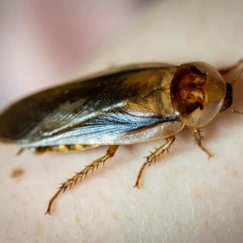 Murphy Pest Control