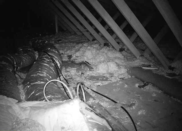 161 Rat removal | Critter Stop 161 Rat removal