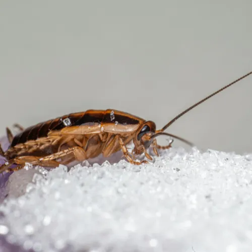 Pest Control Allen