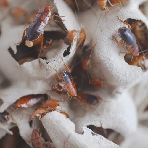 Grapevine Pest Control