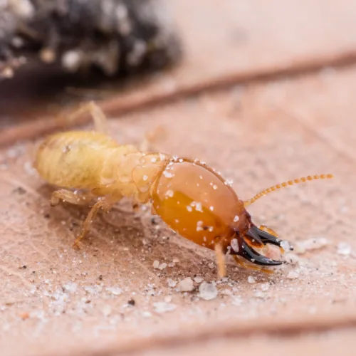 Termite Control Southlake