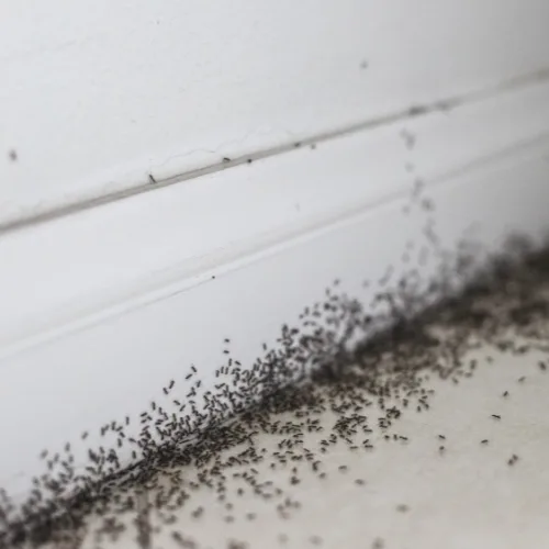 Ant Control Dallas