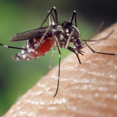 Mosquito Control Frisco