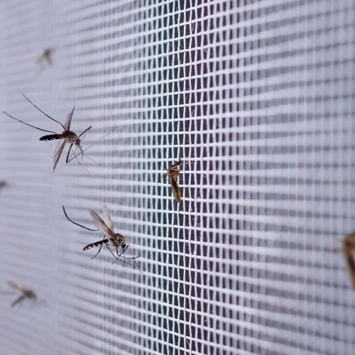 Mosquito Control Frisco