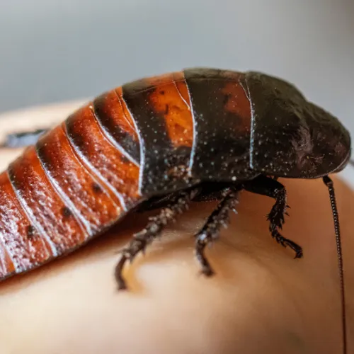 Pest Control Roanoke