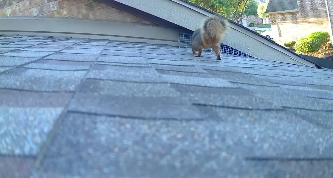 Squirrel Removal Frisco