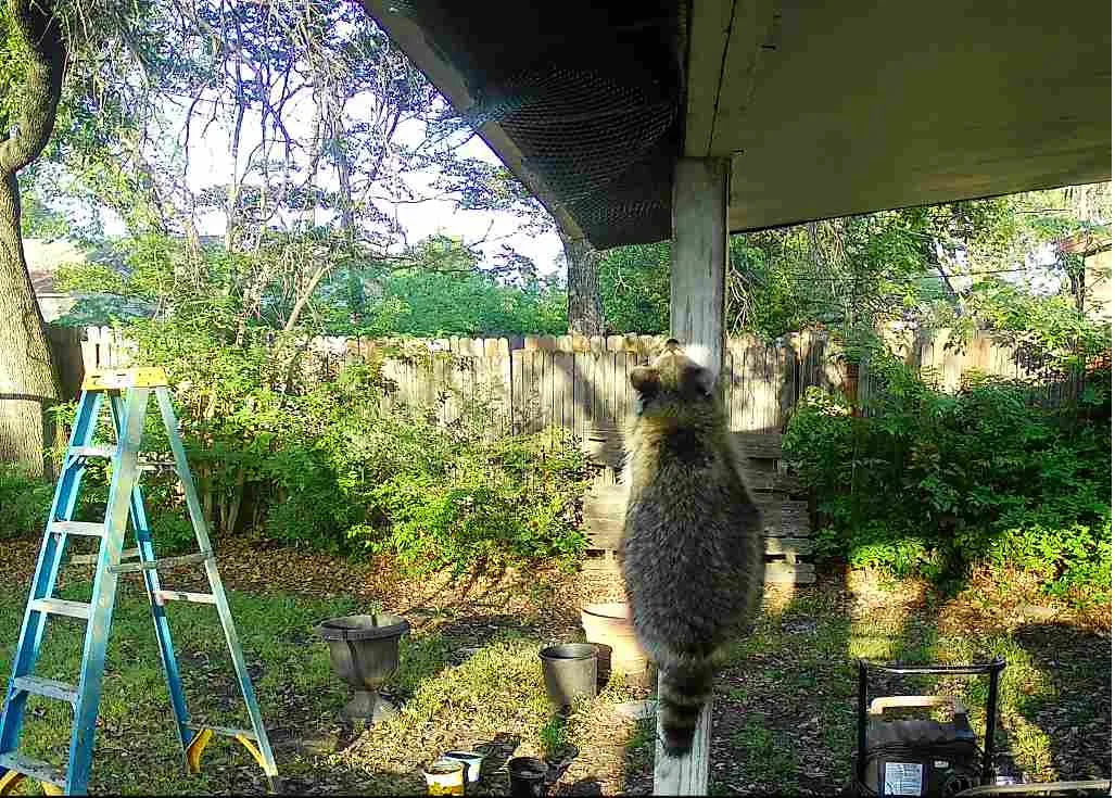 Raccoon Removal Fort Worth