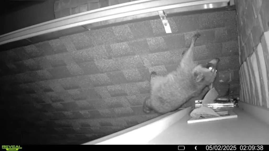 Copy of 141 Raccoon entering home