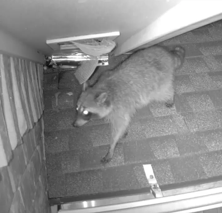Copy of 141 Raccoon entering home