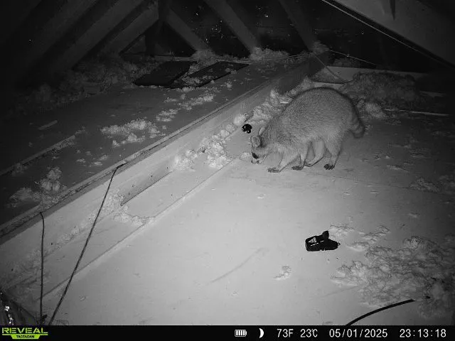 Copy of 142 Raccoon in the attic