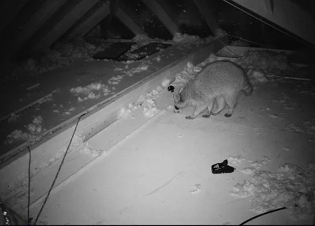 Copy of 142 Raccoon in the attic