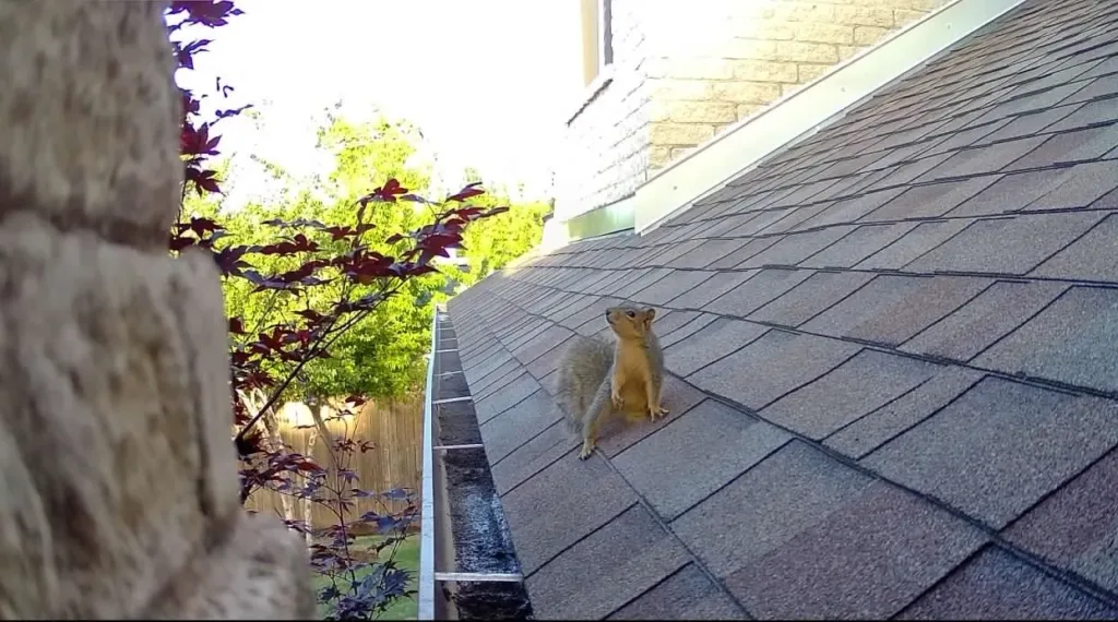 Wildlife Removal Oklahoma City