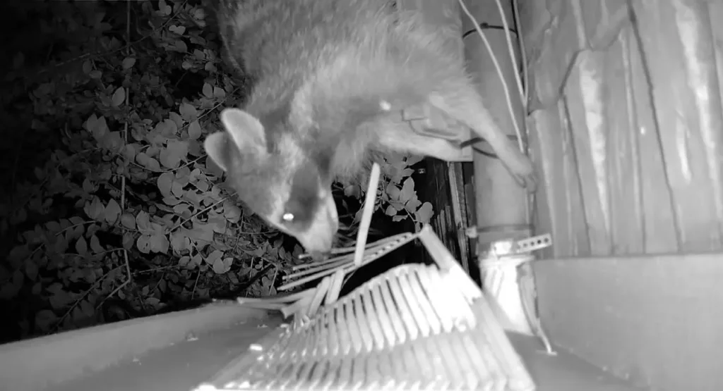 Wildlife Removal Oklahoma City