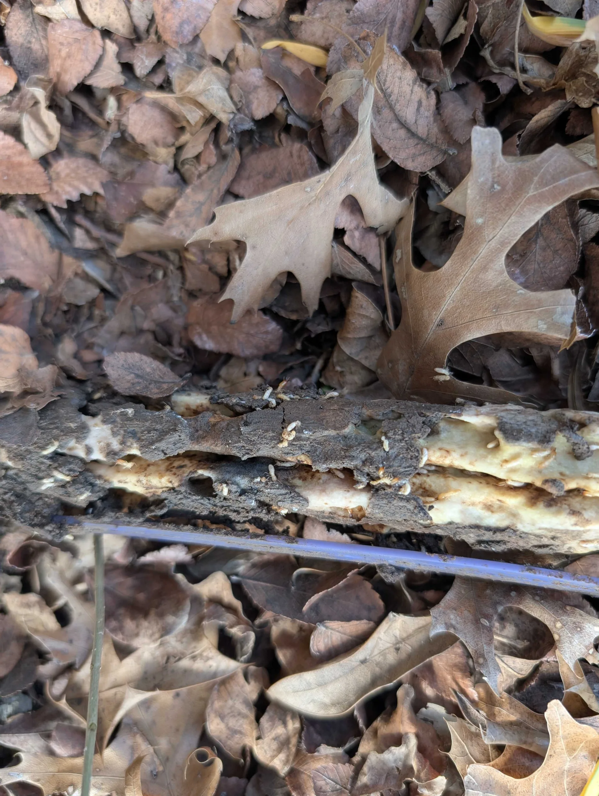 Termite Control Lewisville