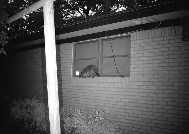 Raccoon Removal McKinney