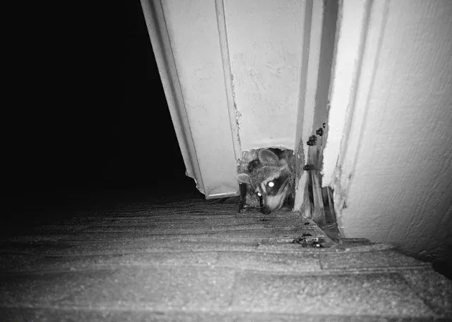 Raccoon Removal McKinney