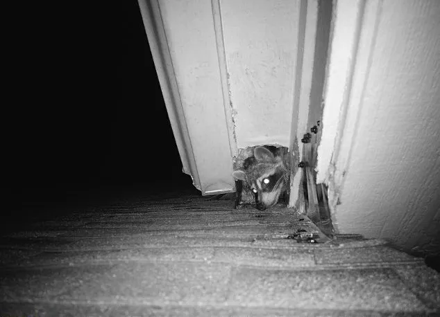 Wildlife Removal Oklahoma City