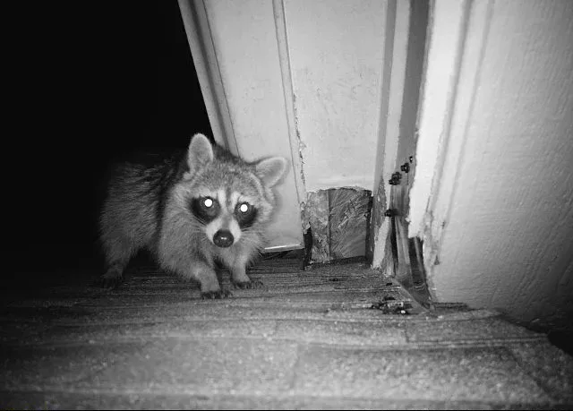 Raccoon Removal McKinney