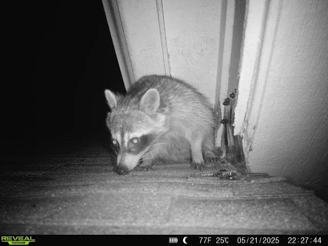 Copy of 213 Raccoon using an entry point