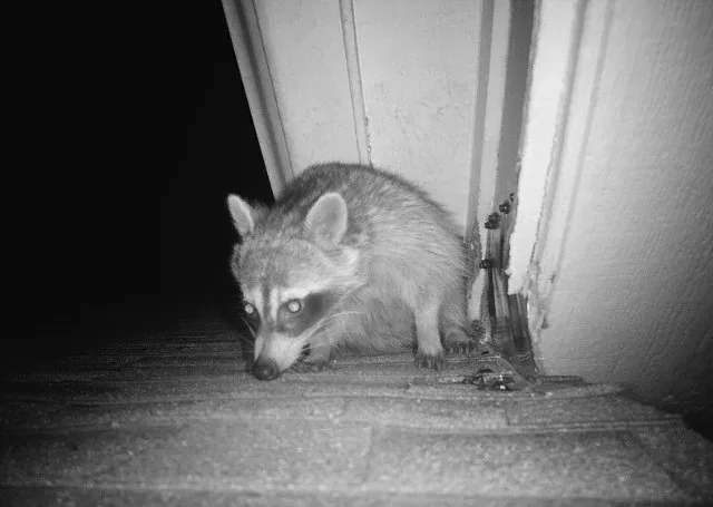 Copy of 213 Raccoon using an entry point