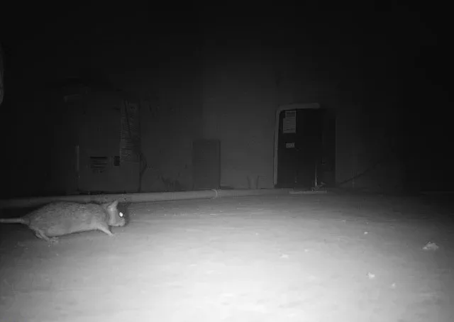 Rat Removal McKinney