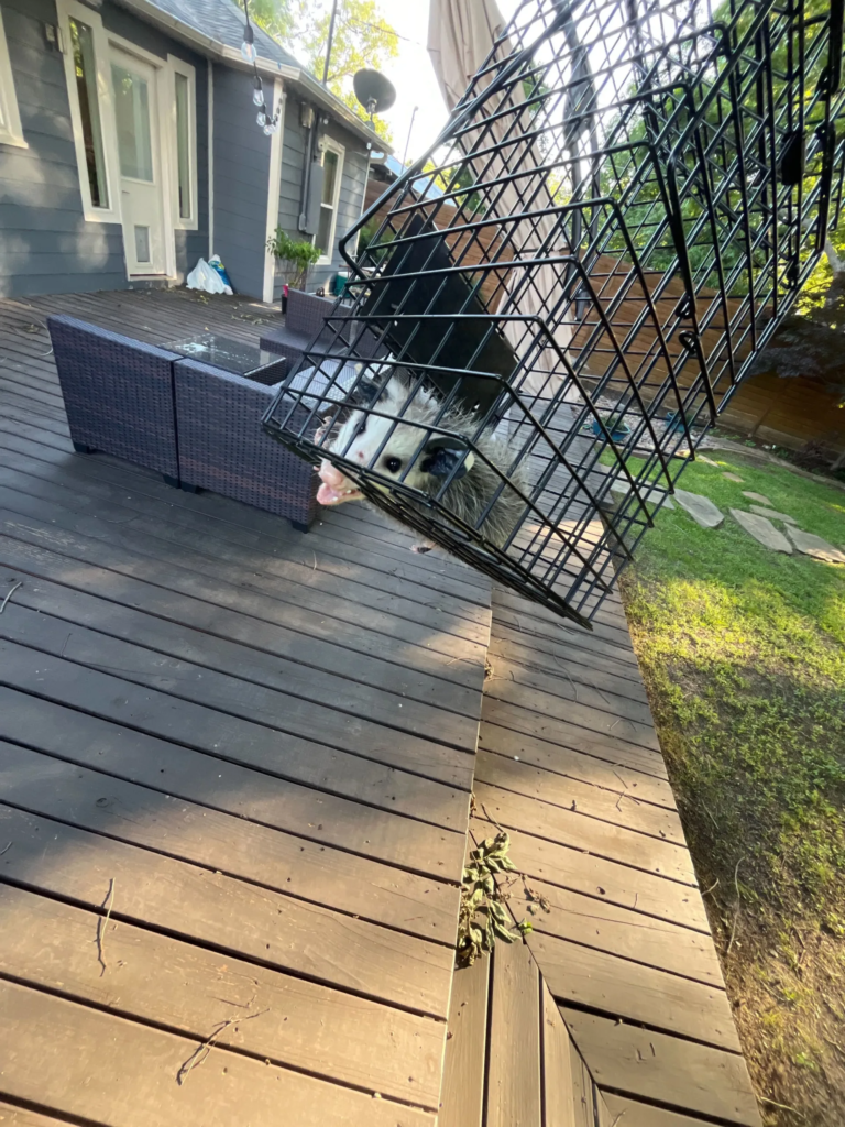 Copy of 218 Opossum trapped