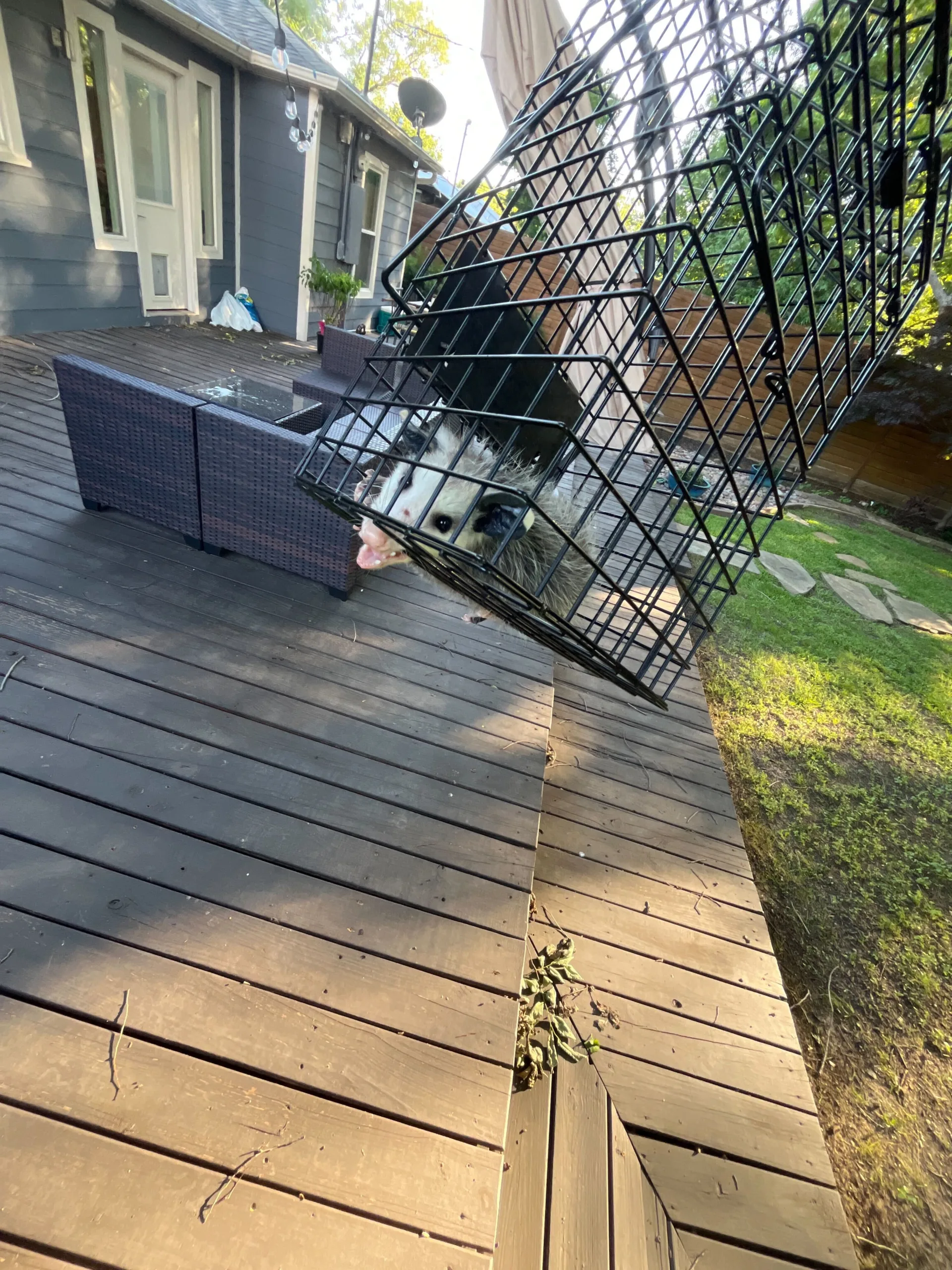 Copy of 218 Opossum trapped