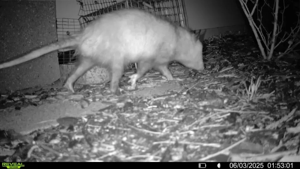 Copy of 238 Opossumjpg 2