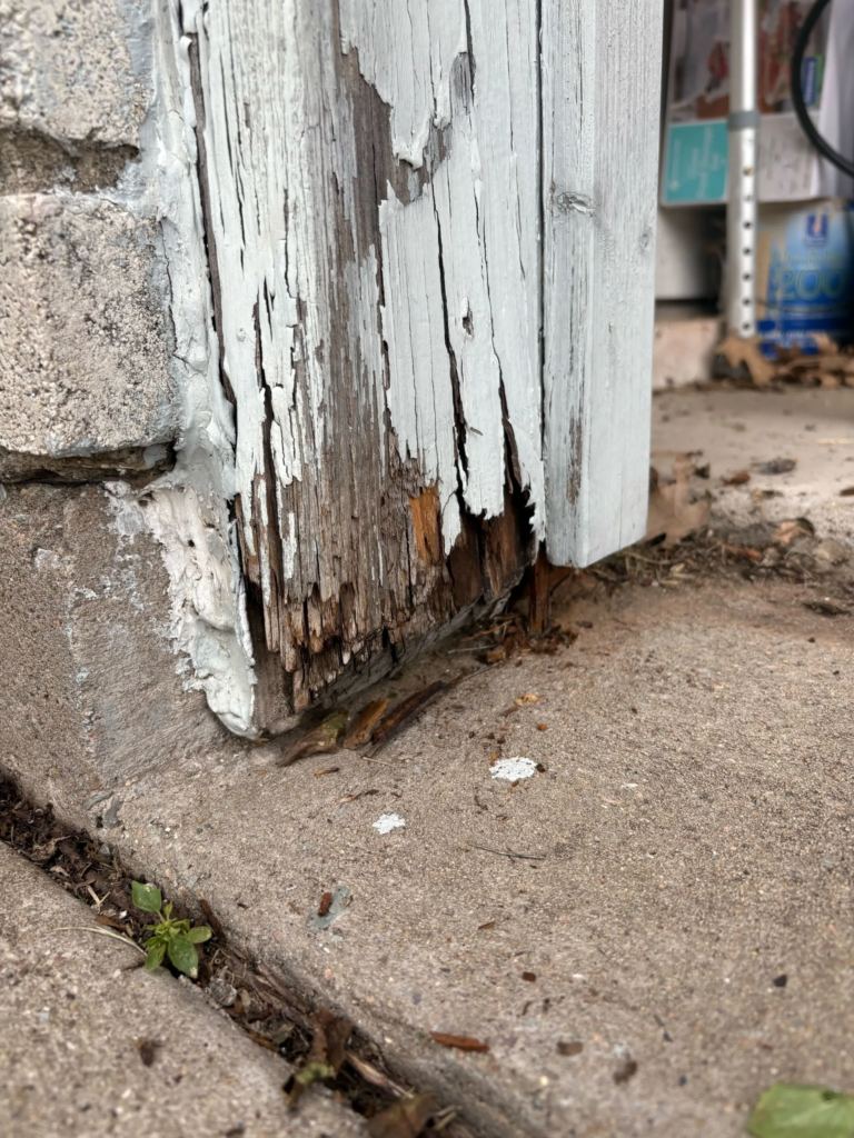 Pest Control Saginaw