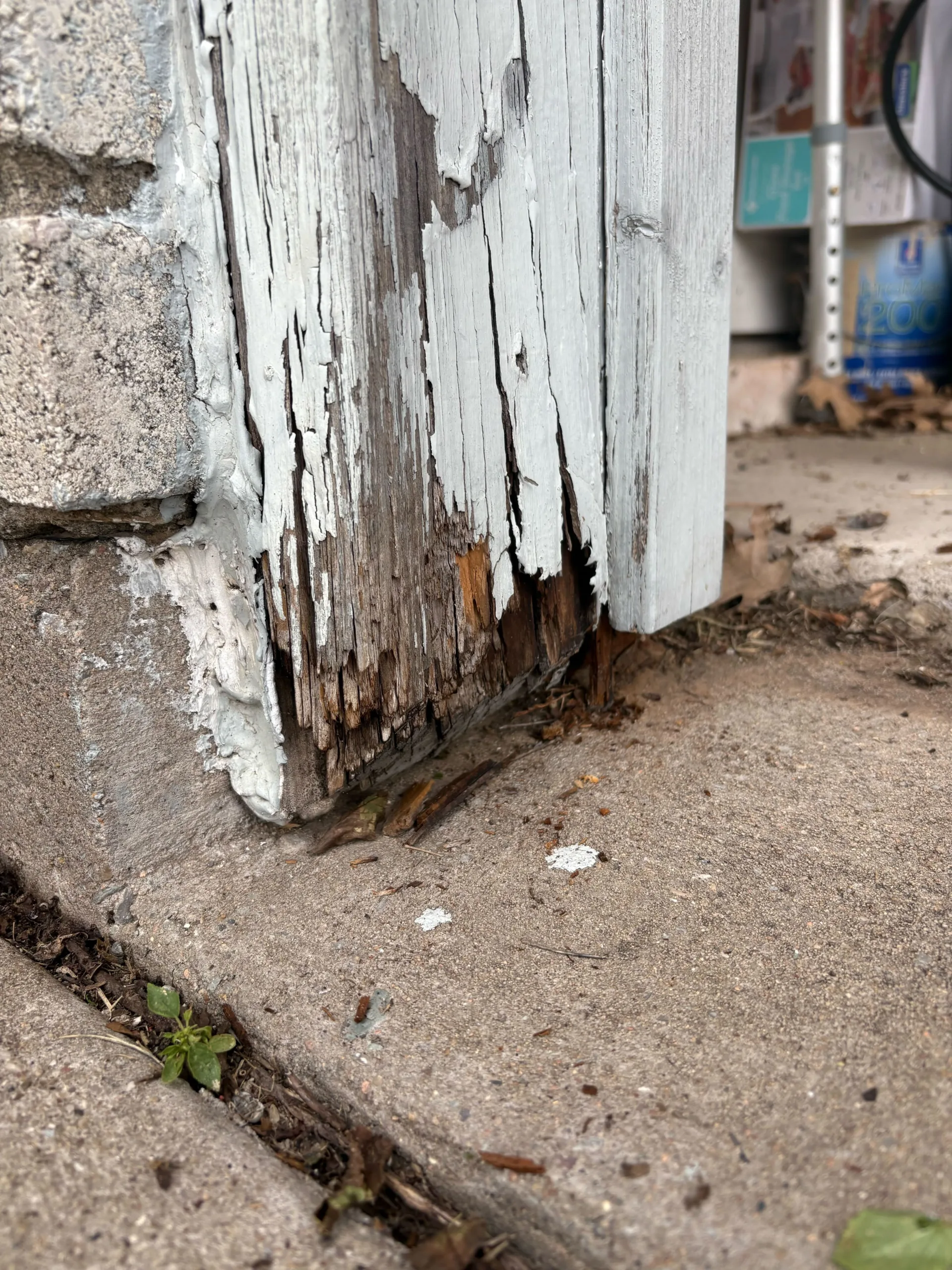 Pest Control Saginaw