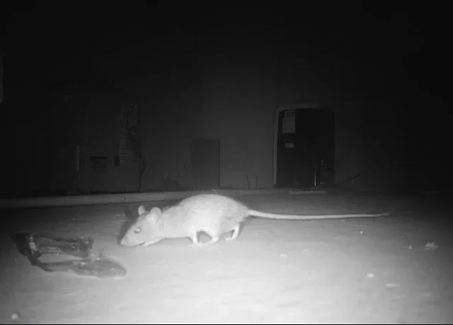 Rat Removal McKinney