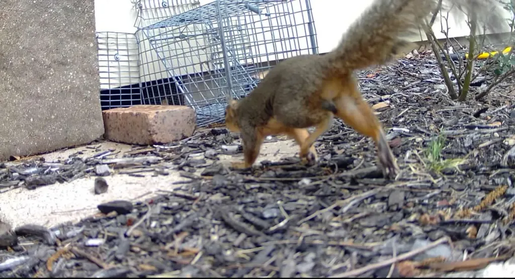Copy of 279 Squirrel near to trap 2