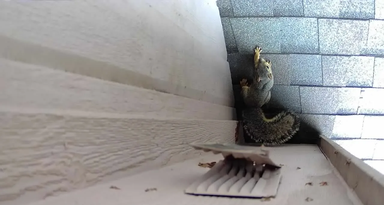 Copy of 281 Squirrel