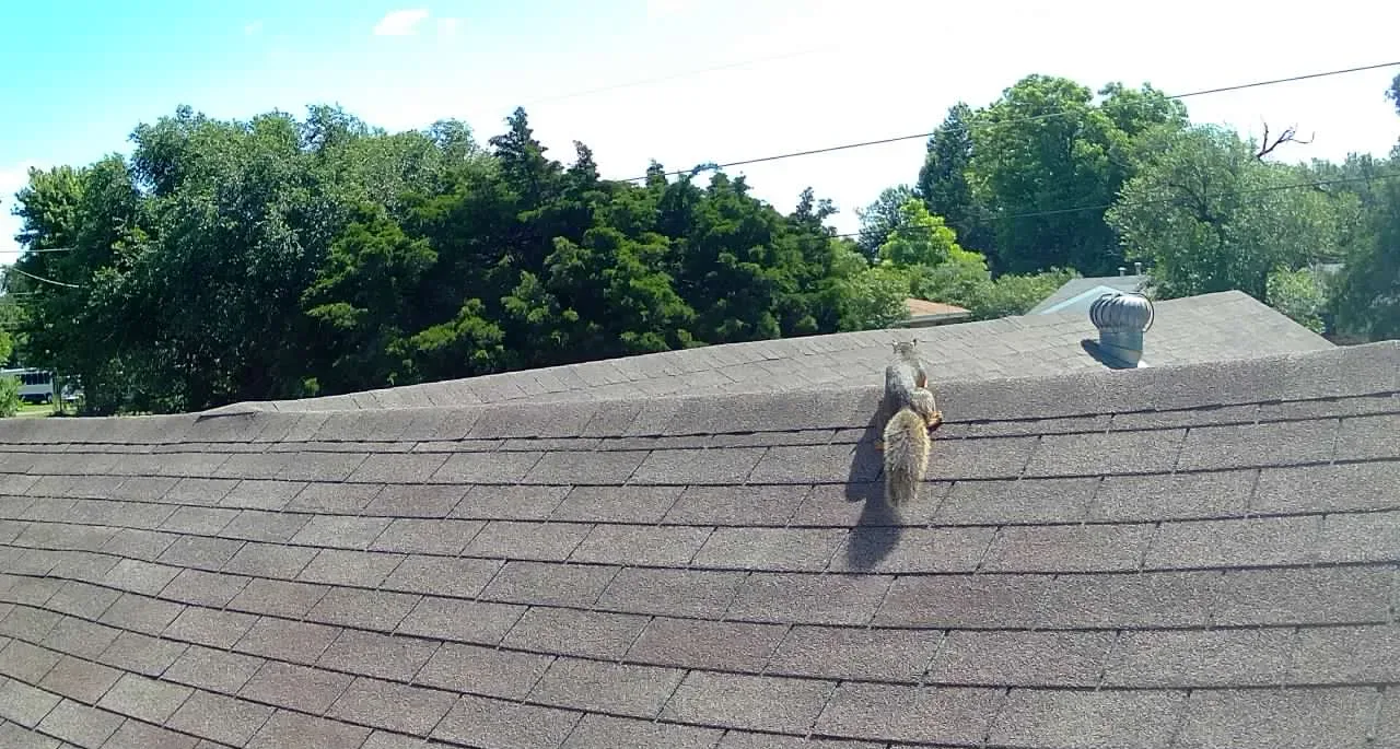 Copy of 293 Squirrel on roof
