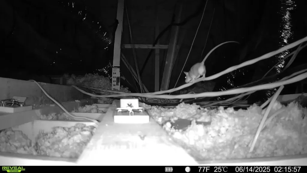 Copy of 297 mice walking near a trap