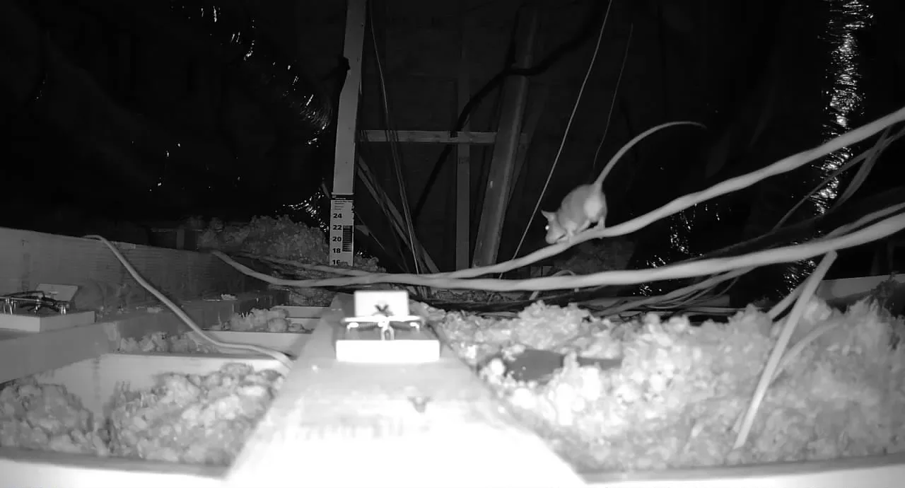 Copy of 297 mice walking near a trap