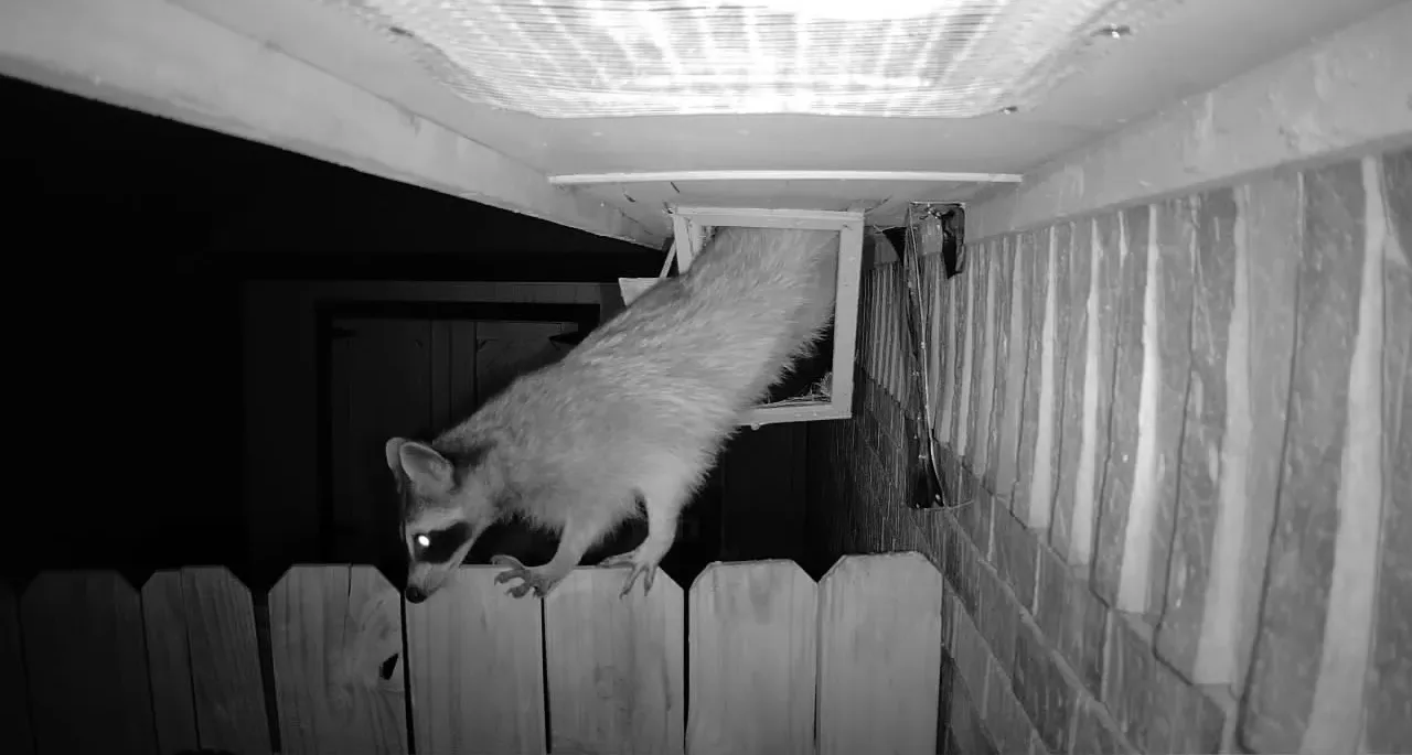Copy of 302 raccoon in roof