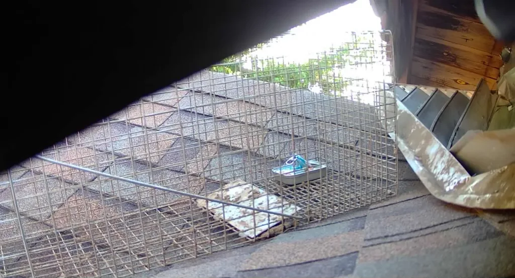 Copy of 308 Trap bait