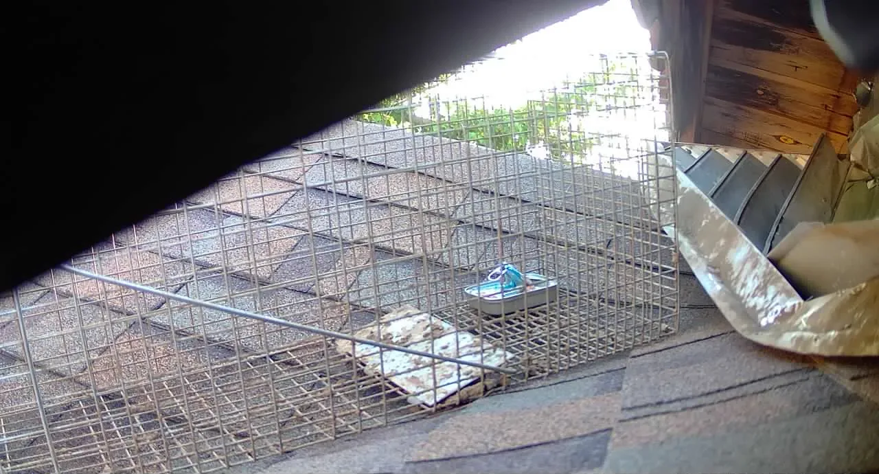 Copy of 308 Trap bait
