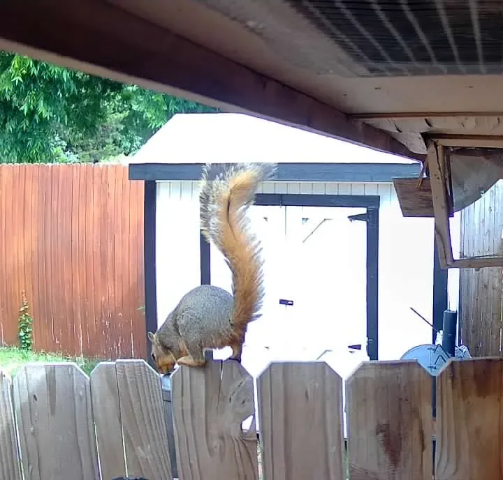 Copy of 313 Squirrel