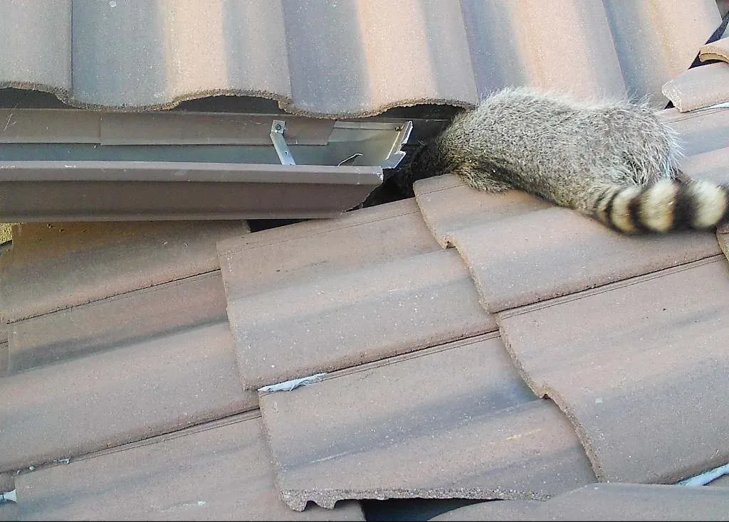 Copy of 349 Dead raccoon removal