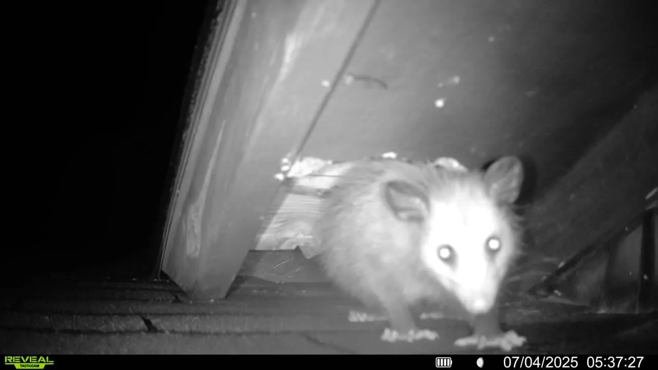 Copy of 365 opossum in roof