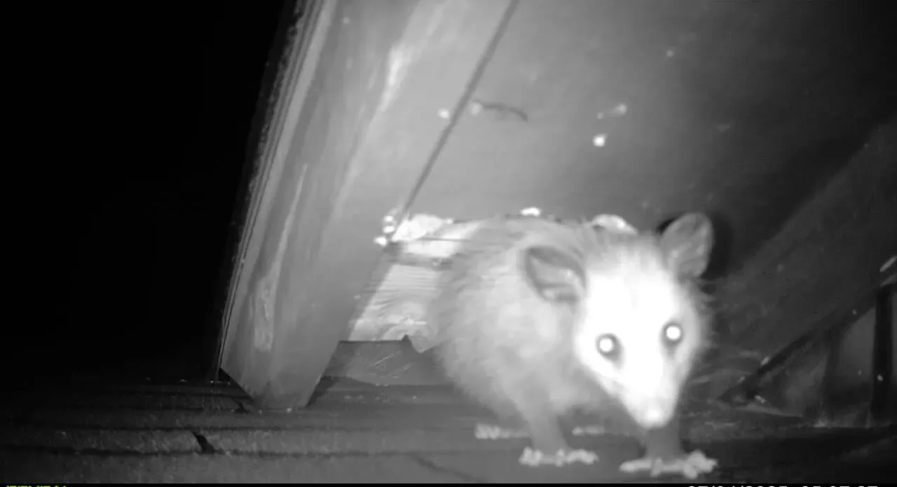 Copy of 365 opossum in roof