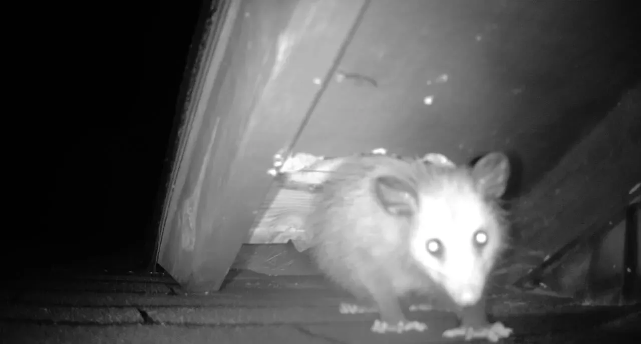 Copy of 365 opossum in roof