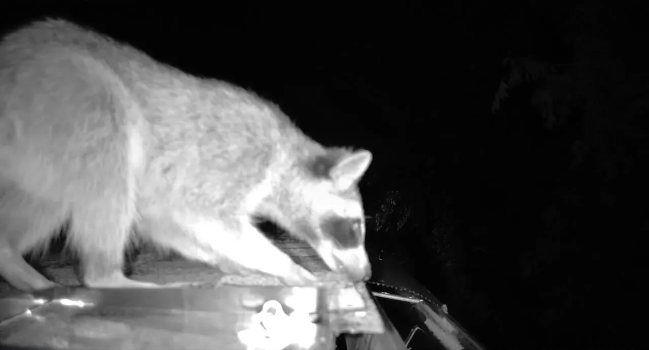 Copy of 377 Raccoon in roof