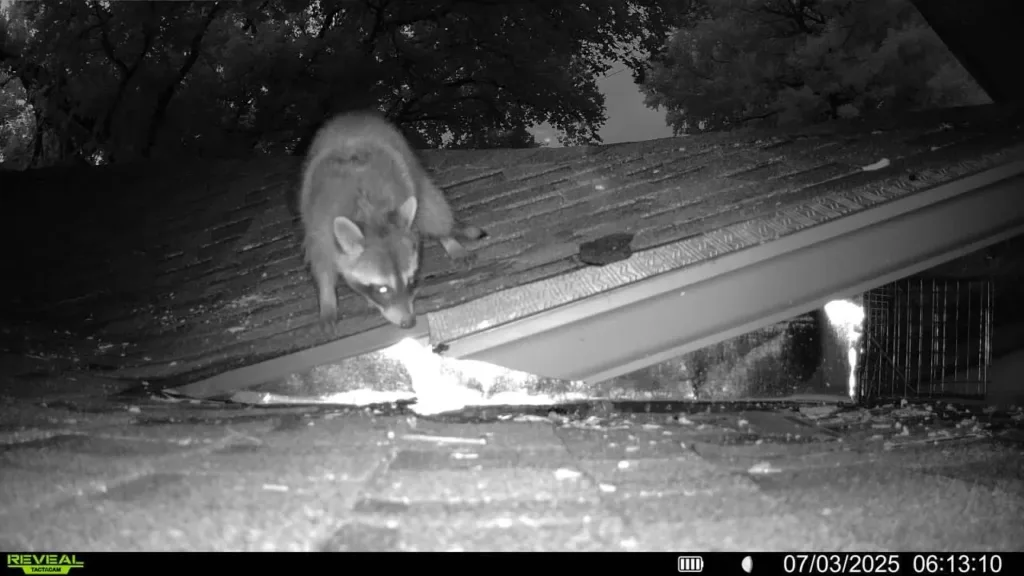Copy of 392 Raccoon at the roof